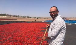 Şanlıurfa’da isot sezonu başladı: Sıcaklık ve acı işçiliği zorlaştırıyor!