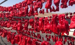 Şanlıurfa’da isot hasadı başladı: İşte kilo fiyatı