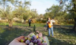 Bu yılın zeytin ve zeytinyağı rekolte tahmini açıklandı
