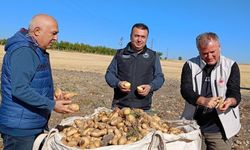 Patates üreticisinin artan üretimle yüzü güldü