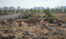 Diyarbakır'da belediyenin ektiği 120 ağaç söküldü!