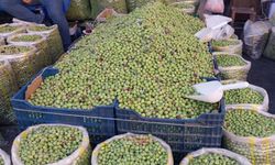 Diyarbakır’da yeşil zeytin tezgahlarda: Kilo fiyatı belli oldu!