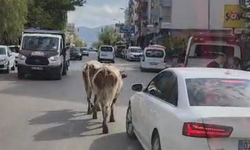 Elazığ’da inekler sokağa çıktı: Sürücüler zorlandı!