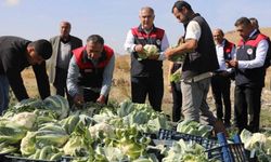 Elazığ’da karnabahar hasadı: 2 yıldır ekiyorlar
