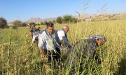Şırnak'ta 5 bin dekarda ekildi: 300 ton susam rekolte hedefi