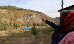 37 yıl önce köylüler dikti: Şimdi ise ormana döndü!