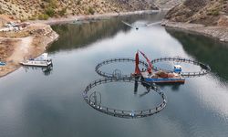 Diyarbakır’da dünyaya ihraç edilecek: Tam 500 ton kapasiteli