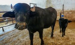 Diyarbakır’a İtalya’dan getirildi: ‘Hevsel’ doğdu