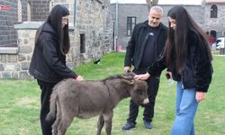 Diyarbakır Müzesi’nin yeni gözdesi: Sıpa ‘Midas’a yoğun ilgi