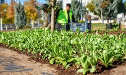 Diyarbakır yeşilleniyor: Tam 10 bin kış çiçeği