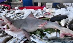 Diyarbakır’da ‘Köpek Balığı’ sattılar: İşte kilo fiyatı