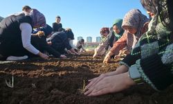 Diyarbakır’da tıp alanında kullanılan bitkiler ekildi