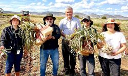 Diyarbakır’daki sarımsaklar Karabük’te inceleniyor!