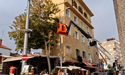 Diyarbakır’ın ilçesinde kış öncesi ağaç budama çalışması!