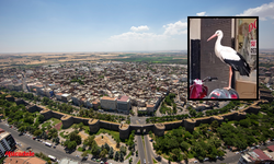 Diyarbakır Sur'da ortaya çıktı: Gören telefona sarıldı!