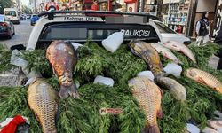 Fırat'ın dev balığı Diyarbakır tezgahında: İşte fiyatı