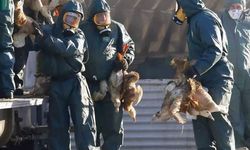 Kuş gribi o ülkede alarm verdi: İlk vaka ölümle sonuçlandı!