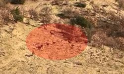 Nesli tükenme tehlikesi altındaydı: Elazığ’da ortaya çıktı!