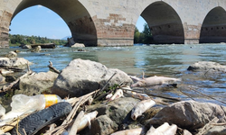 O nehirdeki toplu balık ölümlerinin sebebi bilinmiyor!