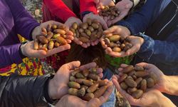 Diyarbakır’a 4 bin adet palamut ekilecek