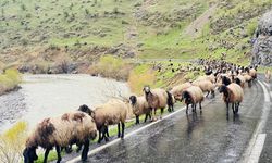 1 milyon küçükbaş yola koyuldu: Merkez yayladan ovaya!