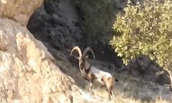 Nesli tükenme tehlikesindeydi: Diyarbakır’da görüntülendi!