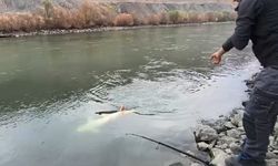 Murat Nehri’nden çıkarılan en büyük balık oldu: Tam 60 Kilo!