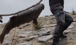 Elazığ’da yakalanan 60 kiloluk dev turna omuzlarda taşındı!