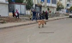 Diyarbakır’da köpek saldırısına uğrayan vatandaş tepki gösterdi!