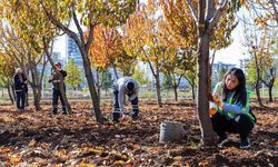 Diyarbakır’da ağaçlara ‘pansumanlı’ tedavi başladı