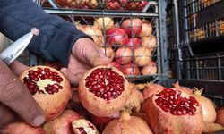 Diyarbakır çok seviyor: Zivzik’te verim yarı yarıya düştü!