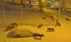 Diyarbakır merkeze kurt, ayı indi iddiası: Gerçek başka çıktı!