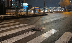 Diyarbakır’da "çukur" kabusu: Bir sürücü isyan etti!