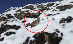 Diyarbakır’da dronla görüntülendi: İşte o yaban hayvan!