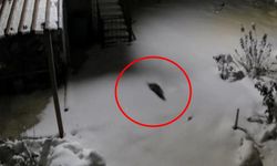 Diyarbakır’da ilk kez ortaya çıktı: Kameraya yakalandı!