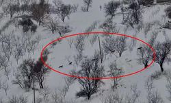 Diyarbakır'da sürü halinde ortaya çıktılar: İşte görüntüleri