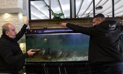 Diyarbakır’daki işletmede ilginç olay: Piranaları kelle paça ile besliyor