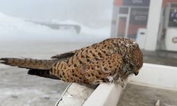 Sert geçen kışa yüreği dayanamadı: Donarak can verdi