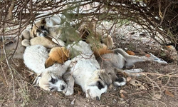 Görüntüler Diyarbakır'dan: Ailecek donarak can verdiler!