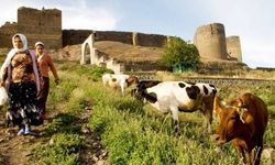 Diyarbakır hayvancılıkta ilk 10’da: İşte büyükbaş hayvan sayısı!