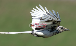 Doğa şaşırttı: Diyarbakır’da ilk kez görüldü!