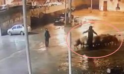 Siverek'te ahırdan koyun çaldılar: Hırsızlık anını kaydetti