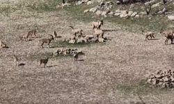 Cezası 940 bin TL: Diyarbakır'da ilk kez böyle görüldüler!