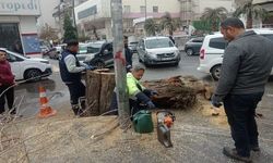Diyarbakır’da belediye asırlık ağacı kesti: Esnaf tepki gösterdi!