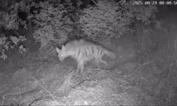 Diyarbakır’da foto kapanı kurdular: 4 çeşit yaban hayvanı gördüler!