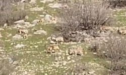 Diyarbakır’da gören şaştı: Sürü halinde yiyecek aradılar!