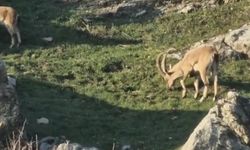 Diyarbakır’da ilk kez bu kadar yakın görüntülendiler!