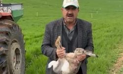 Diyarbakırlı çiftçi tarlada kurtardı: Avcılara seslendi