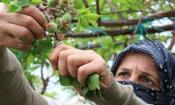 Diyarbakır’da yılın ilk hasadı başladı: İlçede 160, merkezde 400 TL!