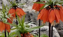 Sadece 20 günlük ömrü var: Diyarbakır’da bu çiçeği koparmanın cezası 700 bin TL!